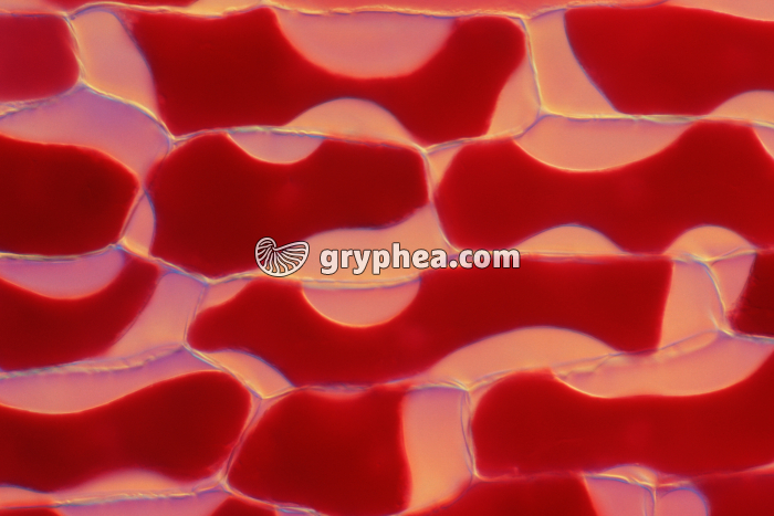 Cellules de l'épiderme d'oignon rouge - très plasmolysées x100 x100 - gryphea.org